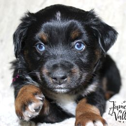 Ballerini girl - Black tri Miniature Australian Shepherd puppy in Missouri from James Valley Aussies
