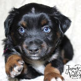 Ballerini girl - Black tri Miniature Australian Shepherd puppy in Missouri from James Valley Aussies