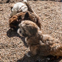Lhasa Apso Puppies from Floofie Butts