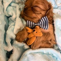 Cavalier King Charles Spaniel Puppies from Heaven Sent Cavaliers