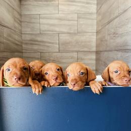 Vizsla puppies from Big Creek Vizslas