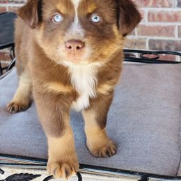 Bodie - Miniature Australian Shepherd puppy in Washington, Oklahoma from Okie Aussies