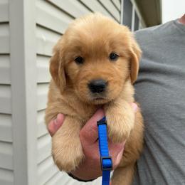 Blue boy - Golden male Golden Retriever puppy in Macy, Indiana from Macy Golden Meadows