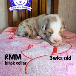 RMM black collar - Red merle male Australian Shepherd puppy in Greenville, Texas from Amandas Aussies