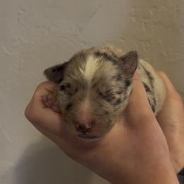 Daisy may - Blue merle female Border Collie puppy in North Lakeport, California from Wild Rose Ranch