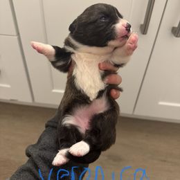 Veronica - Black and white Cardigan Welsh Corgi puppy in Washington from Corgi Tails