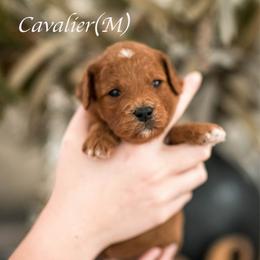 Cavalier - Red  male Goldendoodle puppy in Acton, Maine from Silver Pines Pups