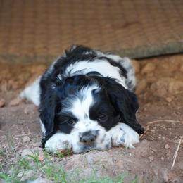 Elvis - Black and white male Cocker Spaniel puppy in Winston Salem, North Carolina from Cocker Cottage