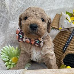 Chip - (Chocolate Chip) - Gold male Bordoodle puppy in Canfield, Ohio from Poo's Doo's & Inu's