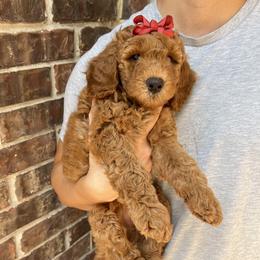 Bear - Red  male Goldendoodle puppy in Fulshear, Texas from Little Potatoes