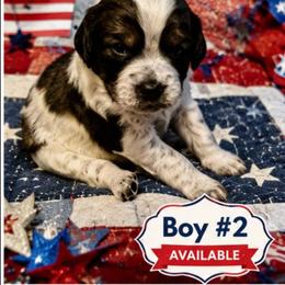 Boy 2 - Liver white and tan male English Springer Spaniel puppy in Socorro, New Mexico from Huntin' Buddies