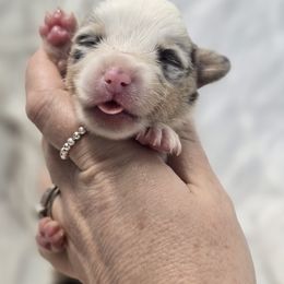 American Corgi, Cane Corso, Pembroke Welsh Corgi, and Rhodesian Ridgeback Puppies from Diamondcrest Inc