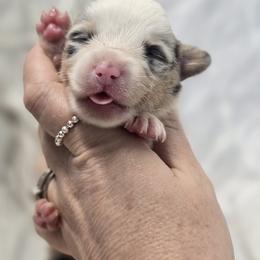 American Corgi, Cane Corso, Pembroke Welsh Corgi, and Rhodesian Ridgeback Puppies from Diamondcrest Inc