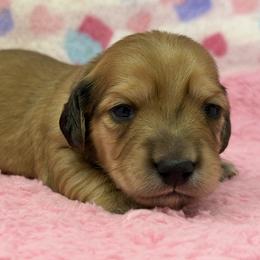 Harmony (balance, peace) - Cream female Dachshund puppy in Murfreesboro, Tennessee from Kimbrie's Dream Cream Doxies