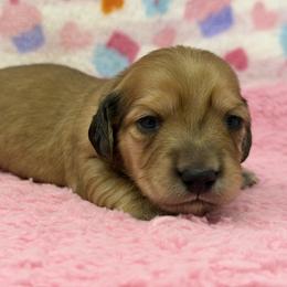 Harmony (balance, peace) - Cream female Dachshund puppy in Murfreesboro, Tennessee from Kimbrie's Dream Cream Doxies