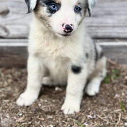 Orion - Blue merle male Miniature Australian Shepherd puppy in Saint Cloud, Florida from Dirty Paws
