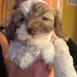 Cockapoo Puppies from Lovin Lil CutiePoos
