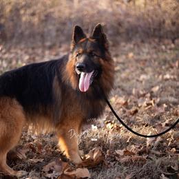 Sig - German Shepherd