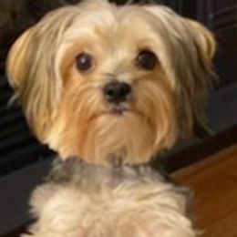 Morkies and Yorkshire Terriers from Lady Watkins Kennels