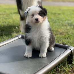 Blizzard - Black tri-color Australian Shepherd puppy in Augusta, Georgia from Incendia Aussies & Dobies