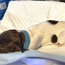 German Shorthaired Pointer Puppies from Mill Creek GSP