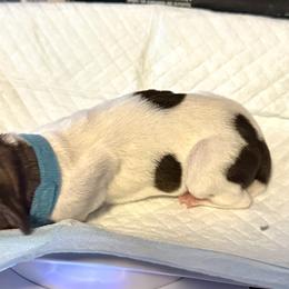 German Shorthaired Pointer Puppies from Mill Creek GSP