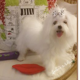 Molly - Maltese