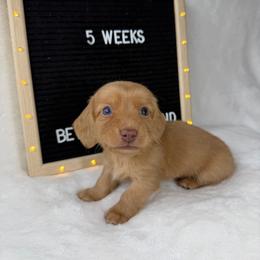Brian - Cream male Dachshund puppy in Dickinson, Texas from Beth’s Doxieland