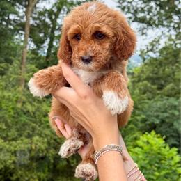 Oliver - Red  male Goldendoodle puppy in Calhoun, Georgia from Happy Top Doodles