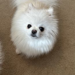 Pomeranian Puppies from Sparkle Plenty Poms