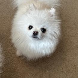 Pomeranian Puppies from Sparkle Plenty Poms
