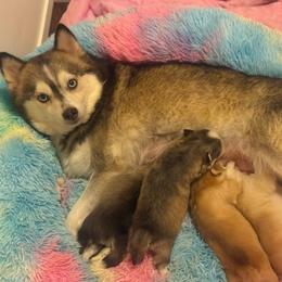 Liberty - Pomsky