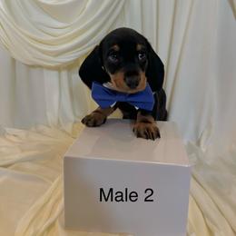 Male 2 - Black and tan male Dachshund puppy in Montgomery County, Texas from Gotham City Dachshunds