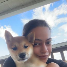 Sakura - Red female Shiba Inu puppy in Lehigh Acres, Florida from SWFL Happy Dogs