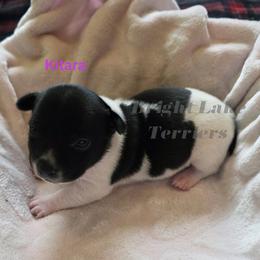 Kitara - White and black female Teddy Roosevelt Terrier puppy in Milaca, Minnesota from Bright Lake Terriers