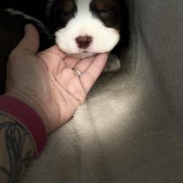 Dark green - White and liver male English Springer Spaniel puppy in Lufkin, Texas from Shifletknights Springer Spaniels