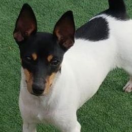 Poodles and Toy Fox Terriers from Newmont Toys