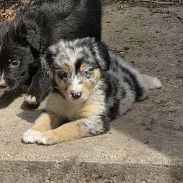 Quetzal (Silica) - female Sporty Mix puppy in Menasha, Wisconsin from Kreger's K9s