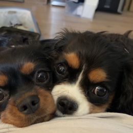 Cavalier King Charles Spaniels and Dachshunds from Cavalier Companions CO.