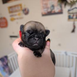 Kit - Fawn male Pug puppy in Winter Haven, Florida from Lisa's Pugalicious Pugs