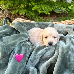 Golden Retriever Puppies from Clover Creek Goldens