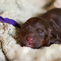 Clove (purple collar) - Red phantom female Aussiedoodle puppy in Mouth Of Wilson, Virginia from HoneyBunn Doodle Co.