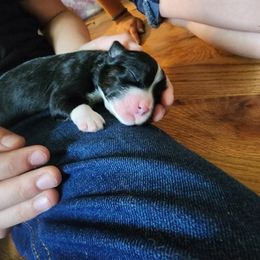 Miniature Australian Shepherd Puppies from Carter's Cuties