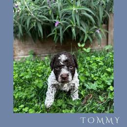 Boy 3 - Brown roan male Lagotto Romagnolo puppy in Salida, California from Harper's Lagotti