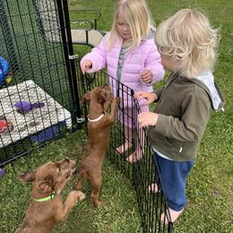 Irish Terrier Puppies from Red Branch Irish Terriers