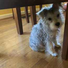 Miniature Schnauzer All Grown Up from Shuna Oliver