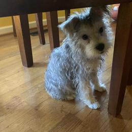 Miniature Schnauzer All Grown Up from Shuna Oliver