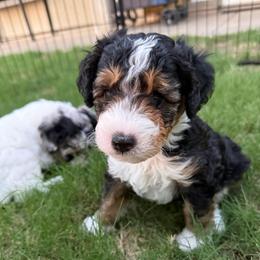 Bolt - Black tri-color male Aussiedoodle puppy in Mesa, Arizona from Sweet AZ Doodles