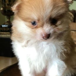 Pomeranians and Yorkshire Terriers from 🤎 Gigi’s Yorkie For Life 🐶