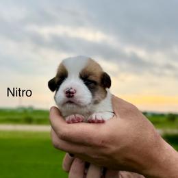 Male 5 - Red male Pembroke Welsh Corgi puppy in Waverly, Iowa from Kindred Corgis